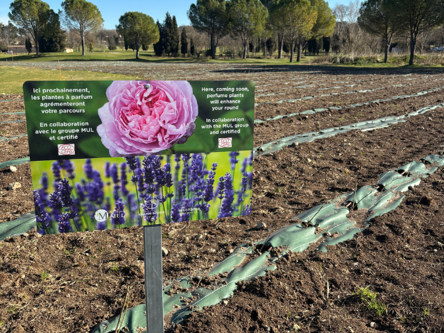 Un écrin de roses pour sublimer le Golf de la Grande Bastide - Open Golf Club